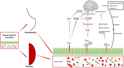 The Role of Gut Microbiota in the High-Risk Construct of Severe Mental Disorders: A Mini Review